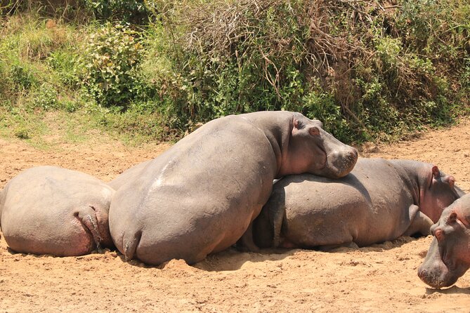 3-Day Safari in Serengeti & Ngorongoro(Mid-range) - Private touring and the price of $2,480