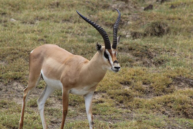 3-Day Safari in Serengeti & Ngorongoro(Mid-range) - What to pack and what to confirm
