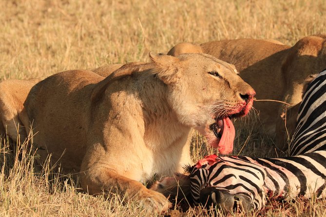 3-Day Safari in Serengeti & Ngorongoro(Mid-range) - Who will enjoy this safari most