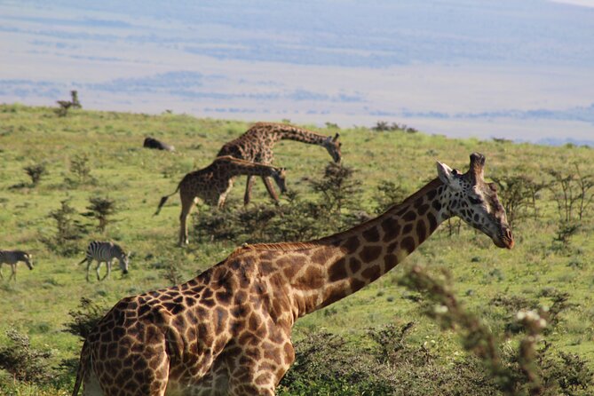 3-Day Safari in Serengeti & Ngorongoro(Mid-range) - Day 1: The long road from Arusha to Serengeti