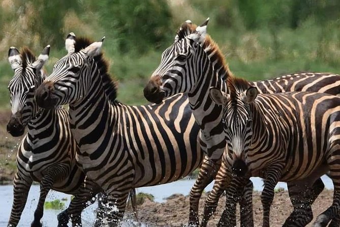3-Day Safari to Ngorongoro, Tarangire & Lake Manyara NP - Lake Manyara: forest, birds, and the final game drive