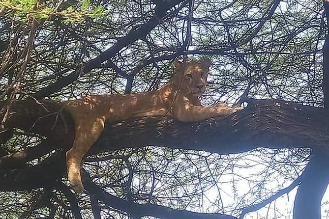 3-Day Safari to Ngorongoro, Tarangire & Lake Manyara NP - Guides, group size, and the feel of the trip