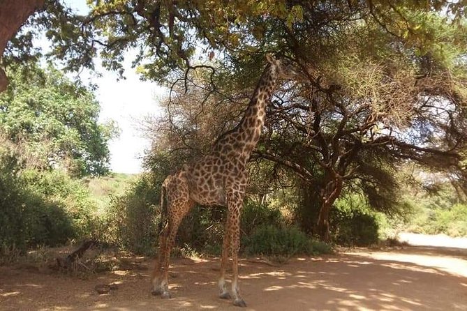 3-Day Safari to Ngorongoro, Tarangire & Lake Manyara NP - Who should book this safari?