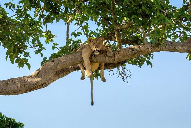 3-Day Safari to Ngorongoro, Tarangire & Lake Manyara NP - Tarangire: elephants, baobabs, and a strong first day