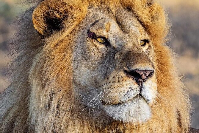 3 Day Safari to Serengeti National Park and Ngorongoro Crater - Key points to know before booking