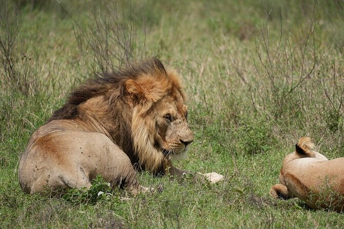3 Day Safari to Serengeti National Park and Ngorongoro Crater - Day three, from the crater rim to the crater floor