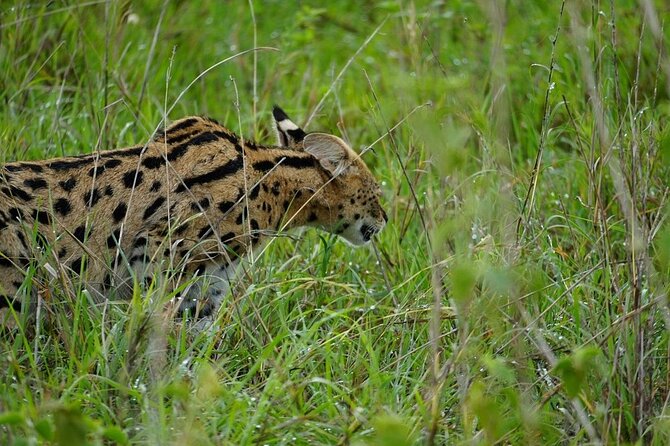 3 Day Safari to Serengeti National Park and Ngorongoro Crater - What camping really means on this route