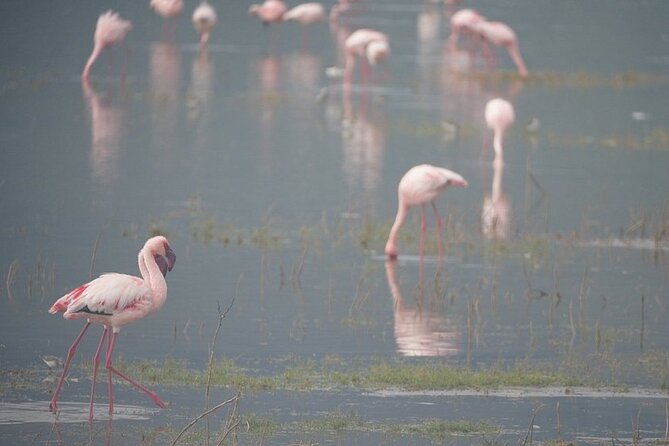 3 Day Safari to Serengeti National Park and Ngorongoro Crater - Meals, transport, and the value of $855