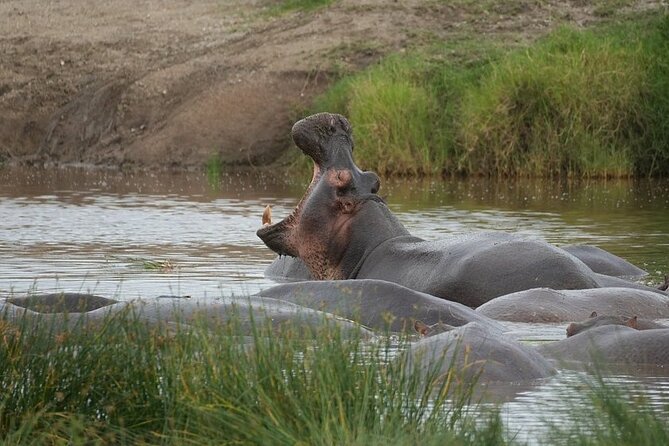 3 Day Safari to Serengeti National Park and Ngorongoro Crater - Who should book this safari