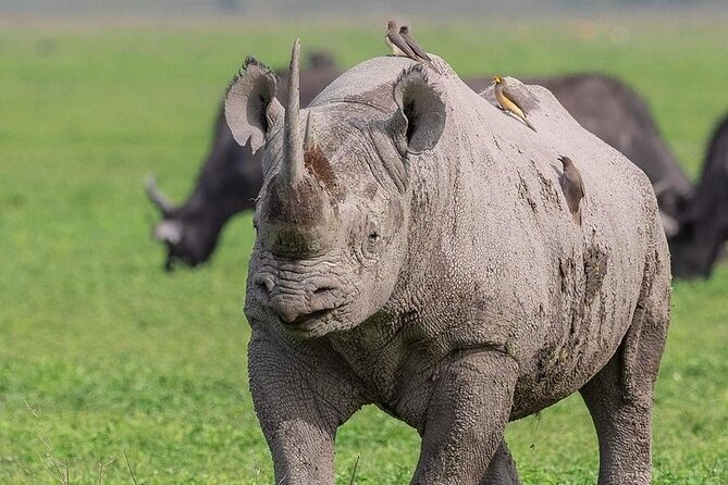 3 Day Safari to Serengeti National Park and Ngorongoro Crater - Day one, the long road from Arusha to Seronera