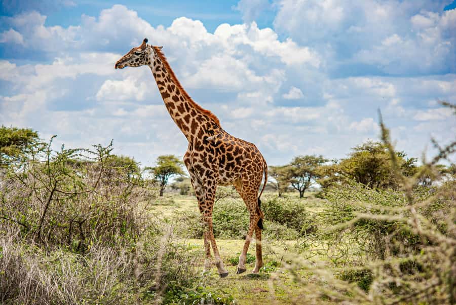 3-Day Safari to Serengeti & Ngorongoro + Balloon experience - Transport, guides, and the pace of the road
