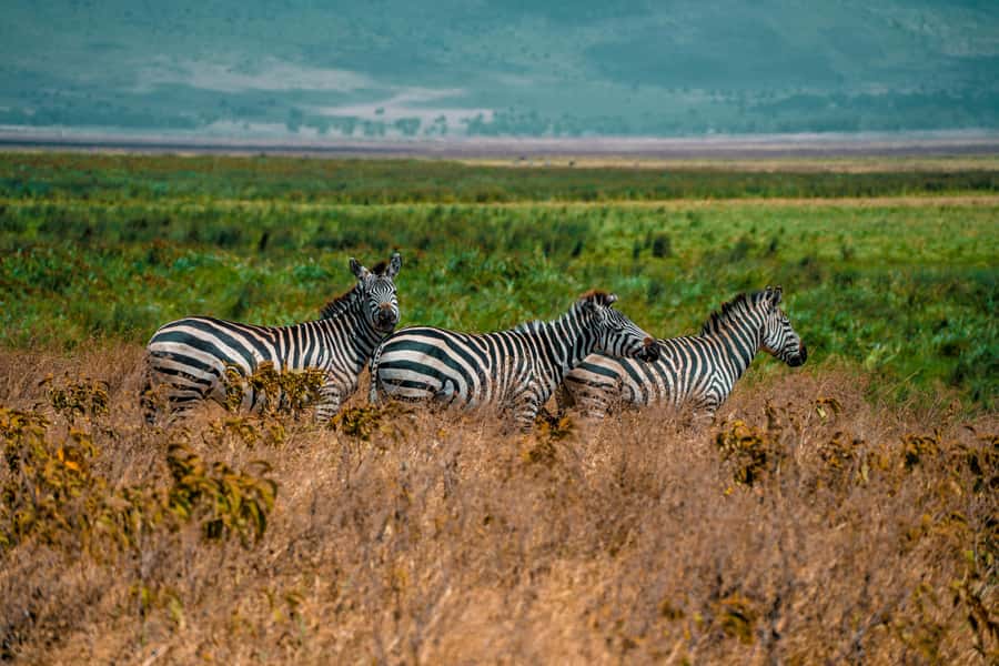 3-Day Safari to Serengeti & Ngorongoro + Balloon experience - Is $900 per person a fair price?