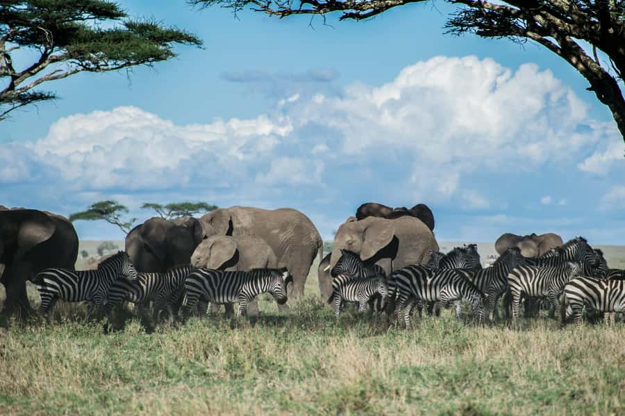 3-Day Safari to Serengeti & Ngorongoro + Balloon experience - Who will enjoy this safari most?