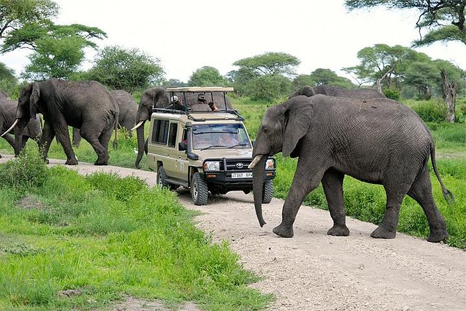 3-Day Safari Tour to Tarangire National Park, Lake Manyara National Park and Ngorongoro Crater from Arusha - Day 1: Tarangire’s elephants and open viewing