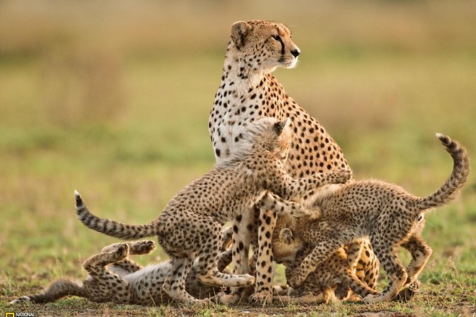 3-Day Safari Tour to Tarangire National Park, Lake Manyara National Park and Ngorongoro Crater from Arusha - What the 4WD pop-up roof adds