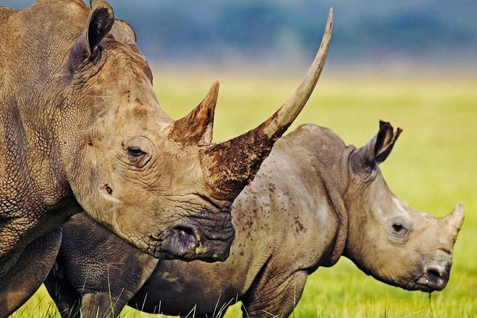 3-Day Safari Tour to Tarangire National Park, Lake Manyara National Park and Ngorongoro Crater from Arusha - Who should book this safari?