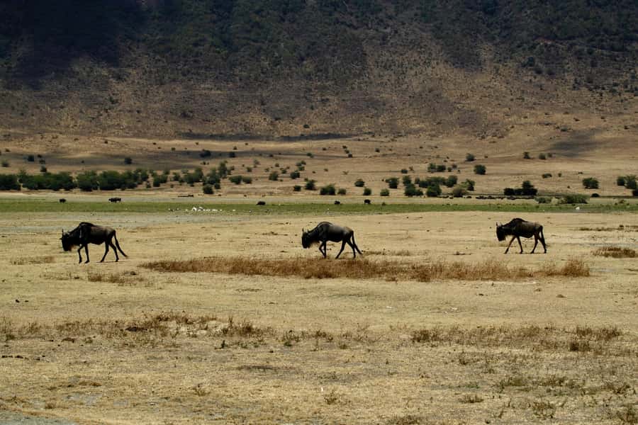 3-Day Serengeti & Ngorongoro from & to Zanzibar plus flights - The five details that shape this safari