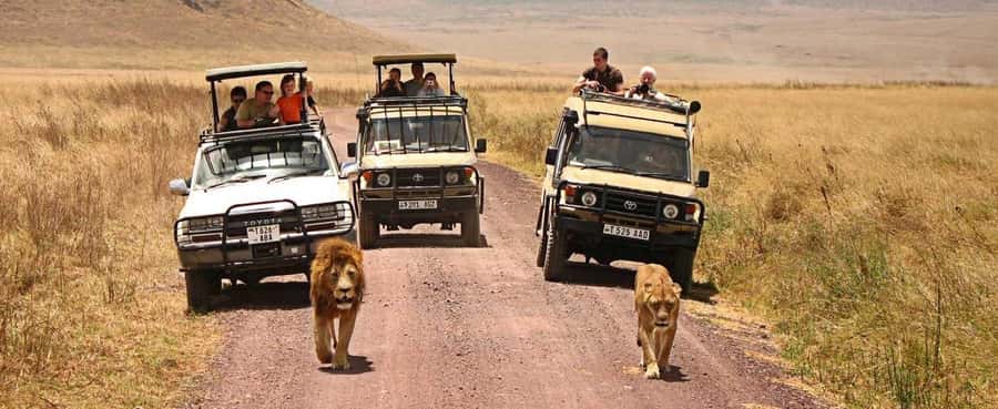 3-Day Serengeti & Ngorongoro from & to Zanzibar plus flights - Day 2: Seronera wildlife, then the highlands