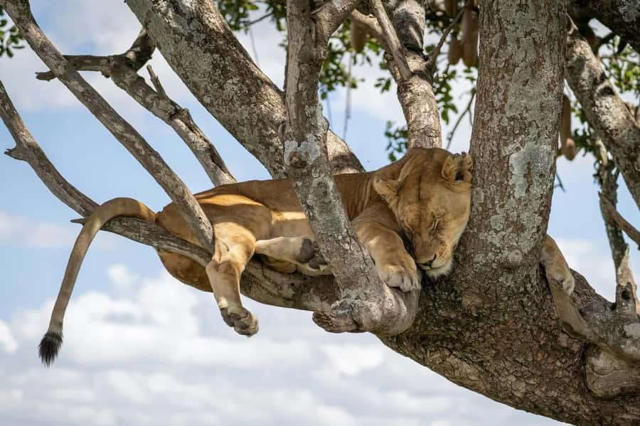 3-Day Serengeti & Ngorongoro from & to Zanzibar plus flights - Day 3: Black Rhino at dawn and lunch by the Hippo Pool
