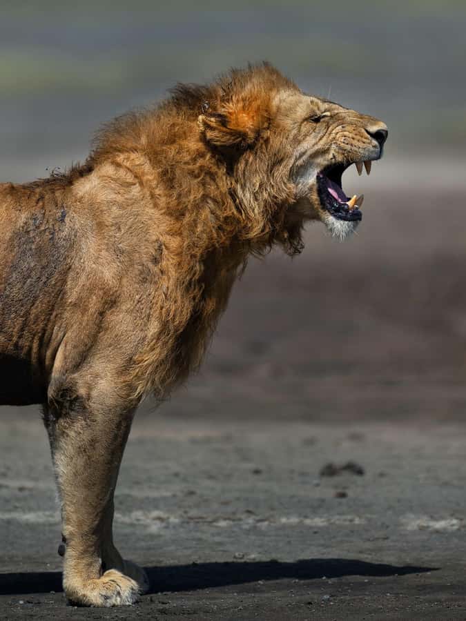 3-Day Serengeti & Ngorongoro from & to Zanzibar plus flights - Meals, drinks, and the two overnight stays