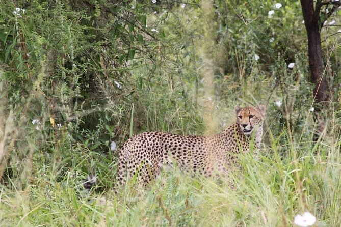 3-Day Serengeti NP & Ngorongoro Crater Safari - The private format is worth examining