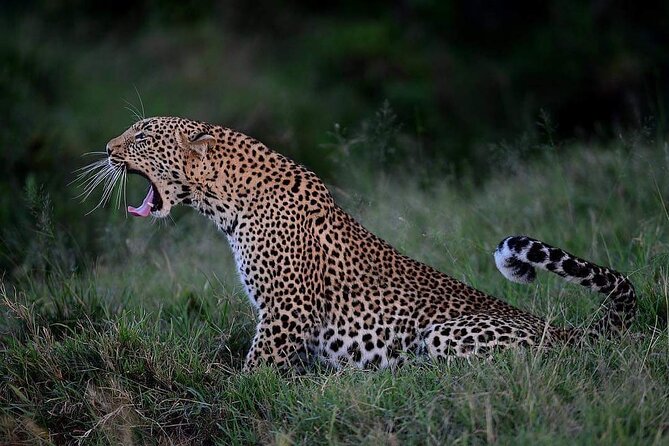 3-Day Serengeti NP & Ngorongoro Crater Safari - Who should book this safari?