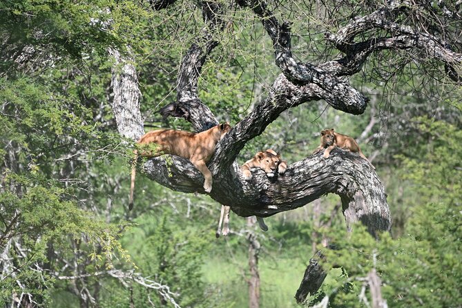 3 Day Sharing Safari - Manyara, Ngorongoro Crater and Tarangire National Parks - Why this three-day route works
