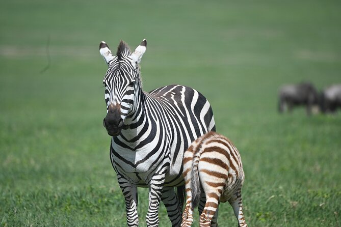 3 Day Sharing Safari - Manyara, Ngorongoro Crater and Tarangire National Parks - Who should book this safari?