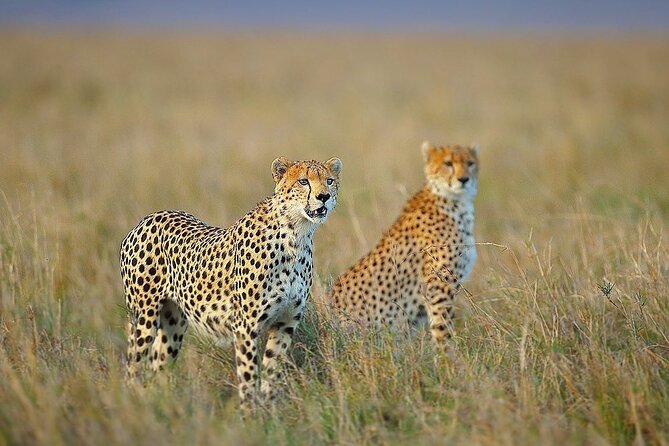 3 Day Sharing Safari - Manyara, Ngorongoro Crater and Tarangire National Parks - Day 1: Tarangire and the river of elephants