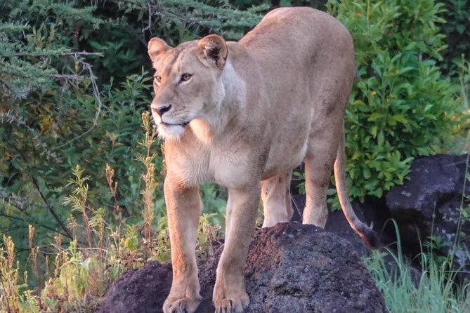 3 Day Tanzania Serengeti & Ngorongoro Crater Safari - Key points at a glance