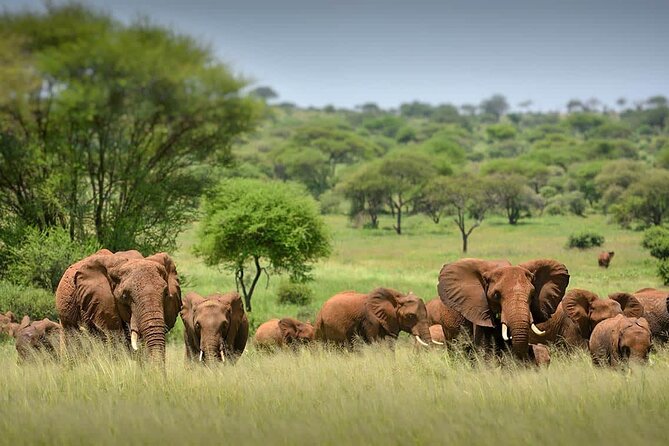 3 Day Tanzania Serengeti & Ngorongoro Crater Safari - Leaving Arusha at 6:00 in the morning