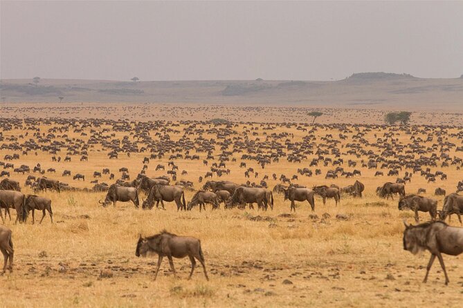 3 Day Tanzania Serengeti & Ngorongoro Crater Safari - Practical details before you book