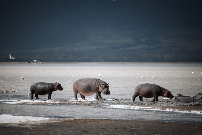 3 Day Tanzania Serengeti & Ngorongoro Crater Safari - Day 2 puts the Serengeti first