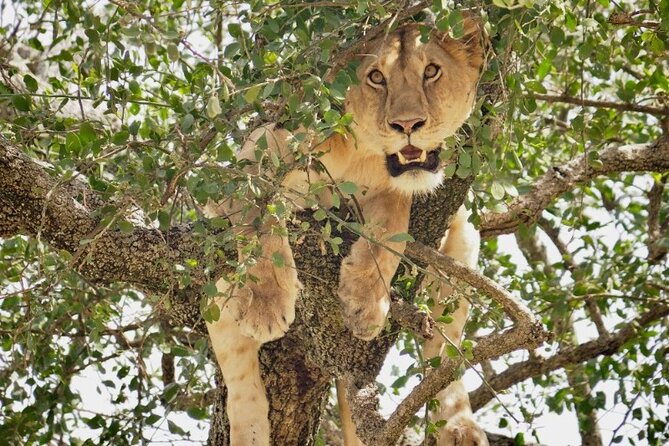 3-Day Tarangire, Lake Manyara and Ngorongoro - Why this three-park route works