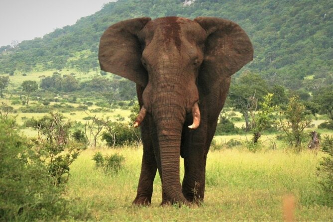 3-Day Tarangire, Lake Manyara and Ngorongoro - The guide can shape the entire safari