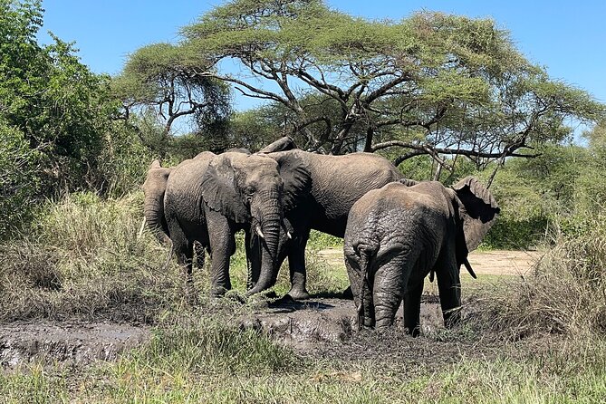 3-Day Tarangire, Ngorongoro and Lake Manyara Camping Safari - The private vehicle and guide make a difference