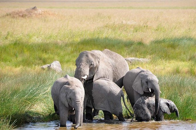 3 Day: Tarangire, Ngorongoro Crater and Lake Manyara N.P - Day 2: Inside the walls of Ngorongoro Crater