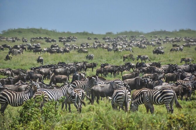 3-Day Tarangire, Ngorongoro Crater, Manyara Park - Day 3: Lake Manyara’s trees, water, and birdlife