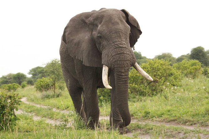 3-Day Tarangire, Ngorongoro Crater, Manyara Park - Day 1: Tarangire’s river and elephant country