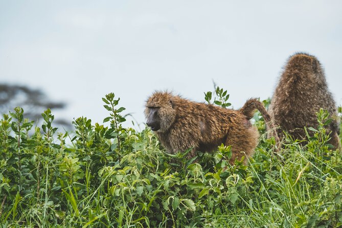 3-Day Tarangire, Ngorongoro & Manyara Best Tour & Safari - Camping comfort and what all-inclusive means here