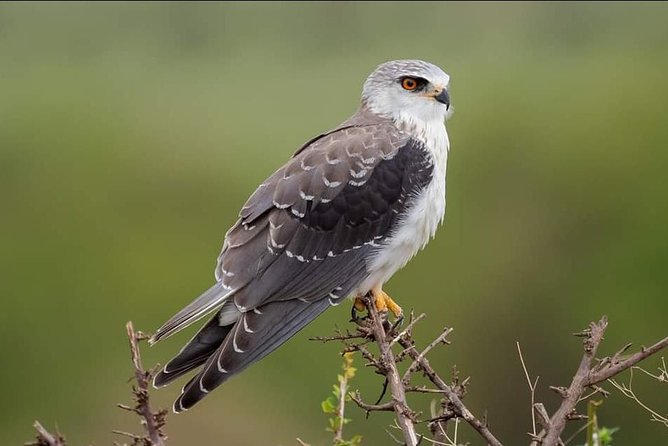 3-Day Tarangire NP, Manyara NP & Ngorongoro Crater - Guide Quality and Food Matter Here