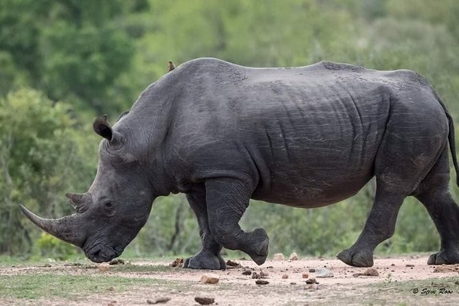 3-Day Tarangire NP, Manyara NP & Ngorongoro Crater - FAQ