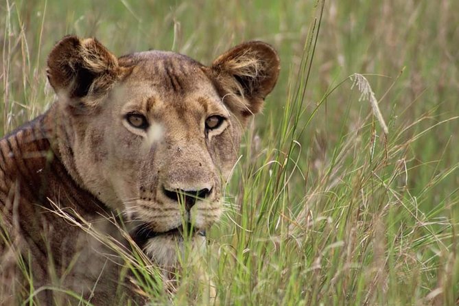 3-Day Tarangire NP, Manyara NP & Ngorongoro Crater - Lake Manyara’s Forest, Waterfalls and Birds