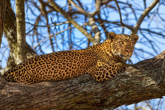 3-Day Taste of Tanzania Safari (Tarangire National park and Ngorongoro Crater) - Private travel, included costs, and real value