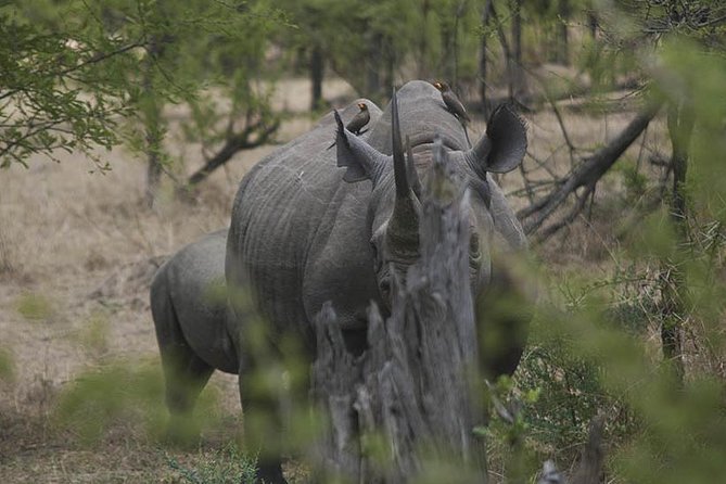 3-Day Taste of Tanzania Safari (Tarangire National park and Ngorongoro Crater) - Booking details and cancellation terms