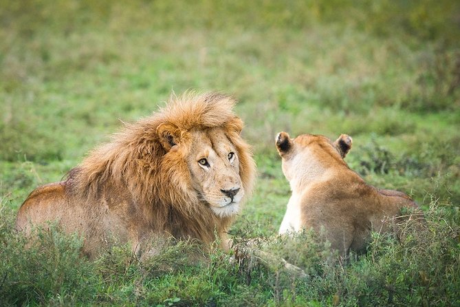 3-Day Taste of Tanzania Safari (Tarangire National park and Ngorongoro Crater) - Should you book the 3-Day Taste of Tanzania Safari?