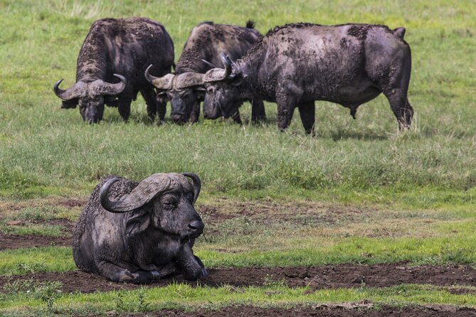 3 Day tour Tarangire, Ngorongoro crater & Lake Manyara - Key points at a glance