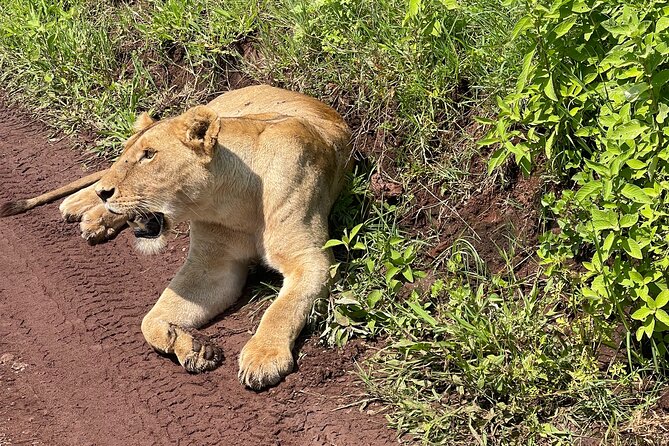 3 Day tour Tarangire, Ngorongoro crater & Lake Manyara - Day three: Lake Manyara’s forest and shoreline