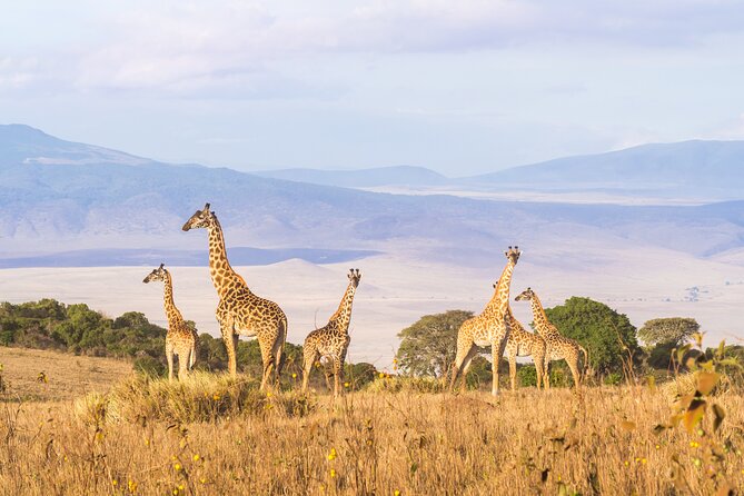 3 Day tour Tarangire, Ngorongoro crater & Lake Manyara - Group size, timing, and comfort