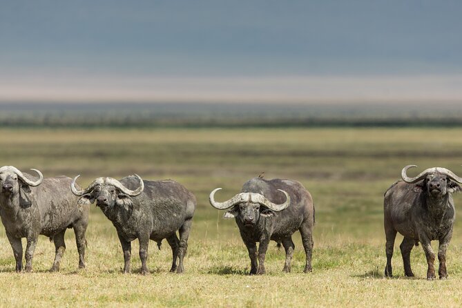 3 Day tour Tarangire, Ngorongoro crater & Lake Manyara - How the $705 price compares in value